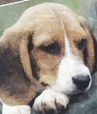 .Hand Painted Effect Beagle DOWNLOAD - 14 Pages